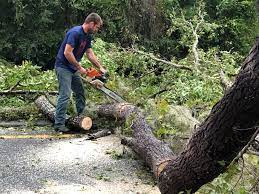 How Our Tree Care Process Works  in  Prestbury, IL