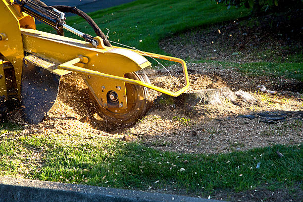 Best Emergency Tree Removal  in Prestbury, IL